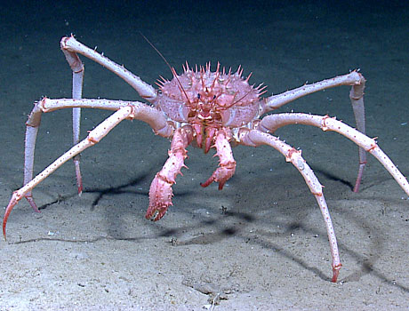 NOAA Image of a deep sea lithodid crab
