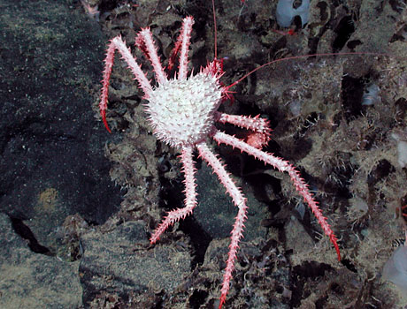 NOAA Image of a deep sea king crab