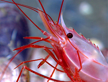 NOAA Image of a large red shrimp at a cold seep site