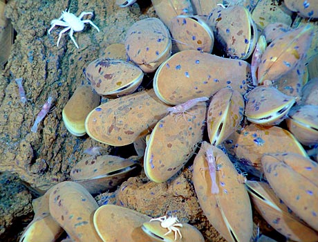 NOAA Image of deep sea mussels near a hydrothermal vent