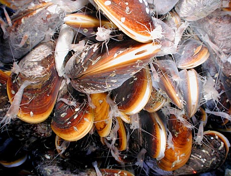 NOAA Image of deep sea mussels and shrimp near a cold seep vent