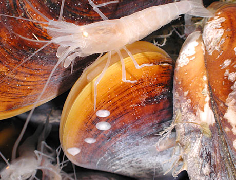 NOAA Close-up image of deep sea shrimp and mussels cold seep vent