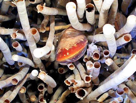 NOAA image of a deep sea mussel among a forest of tube worms