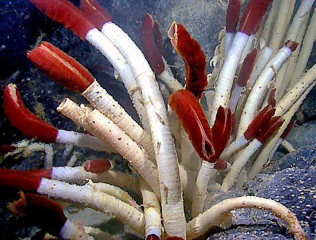 NOAA image of giant tube worms near a hydrothermal vent in the Pacific Ocean
