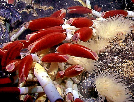 NOAA Image of tube worm colony near a hydrothermal vent in the Pacific Ocean