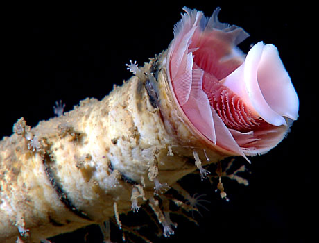 NOAA close-up image of tube worm from a cold seep in the Gulf of Mexico