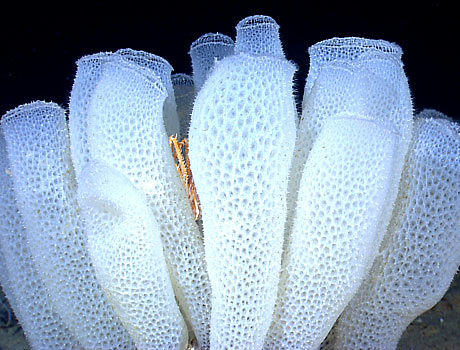 NOAA image of deep sea Venus flower basket glass sponges