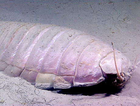 NOAA image of a deep sea giant isopod