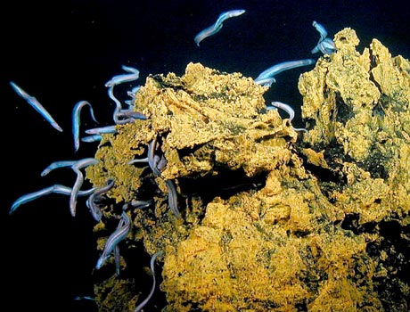 NOAA image of a swarm of synaphobranchid eels