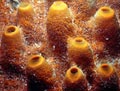 Yellow Sponge Colony