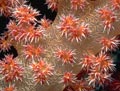 Orange Soft Coral