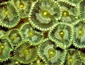 Green Button Coral