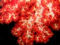 Red Cauliflower Coral