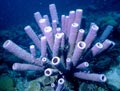 Purple Tube Sponges