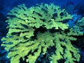 Elkhorn Coral Colony