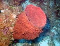 Red Barrel Sponge