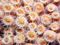 Orange Coral Polyps