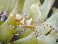 Anemone Shrimp