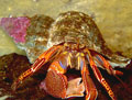 Hermit Crab