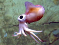 Bobtail Squid