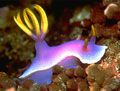 Purple Sea Slug