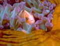 Pink Skunk Clownfish