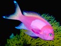 Squareback Anthias