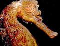 Northern Seahorse