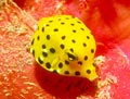 Yellow Boxfish