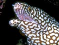 Turkey Moray Eel