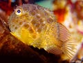 Spiny Lumpsucker