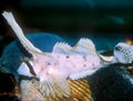 Sailfin Sculpin