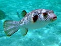 Striped Puffer