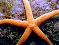 Pacific Starfish