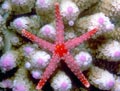 Tiled Sea Star