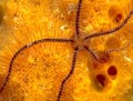 Sponge Brittle Star