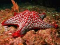 Panamic Cushion Star