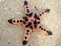 Chocolate Chip Starfish