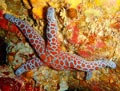 Mosaic Sea Star