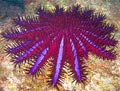 Crown of Thorns Starfish