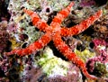 Spiny Sea Star