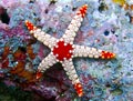 Elegant Sea Star