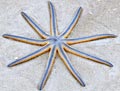 Nine-Armed Sea Star