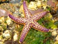 Northern Pacific Sea Star