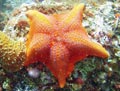 Orange Bat Star