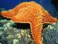 Red Cushion Star