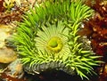 Giant Green Anemone