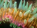 Colorful Sea Cucumber