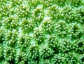 Coral Polyp Colony