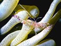 Anemone Shrimp